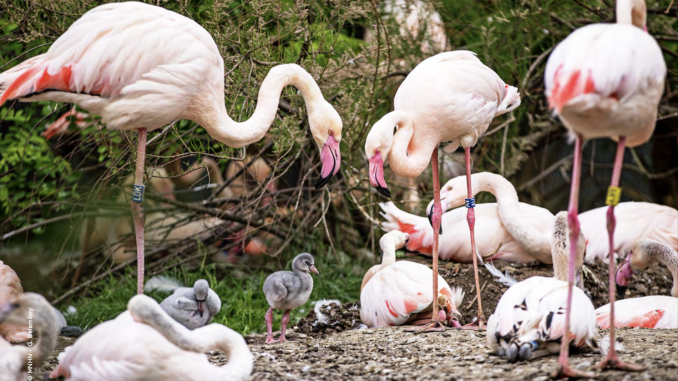 Le Zoo de Vincennes se transforme en voyage dans les milieux humides